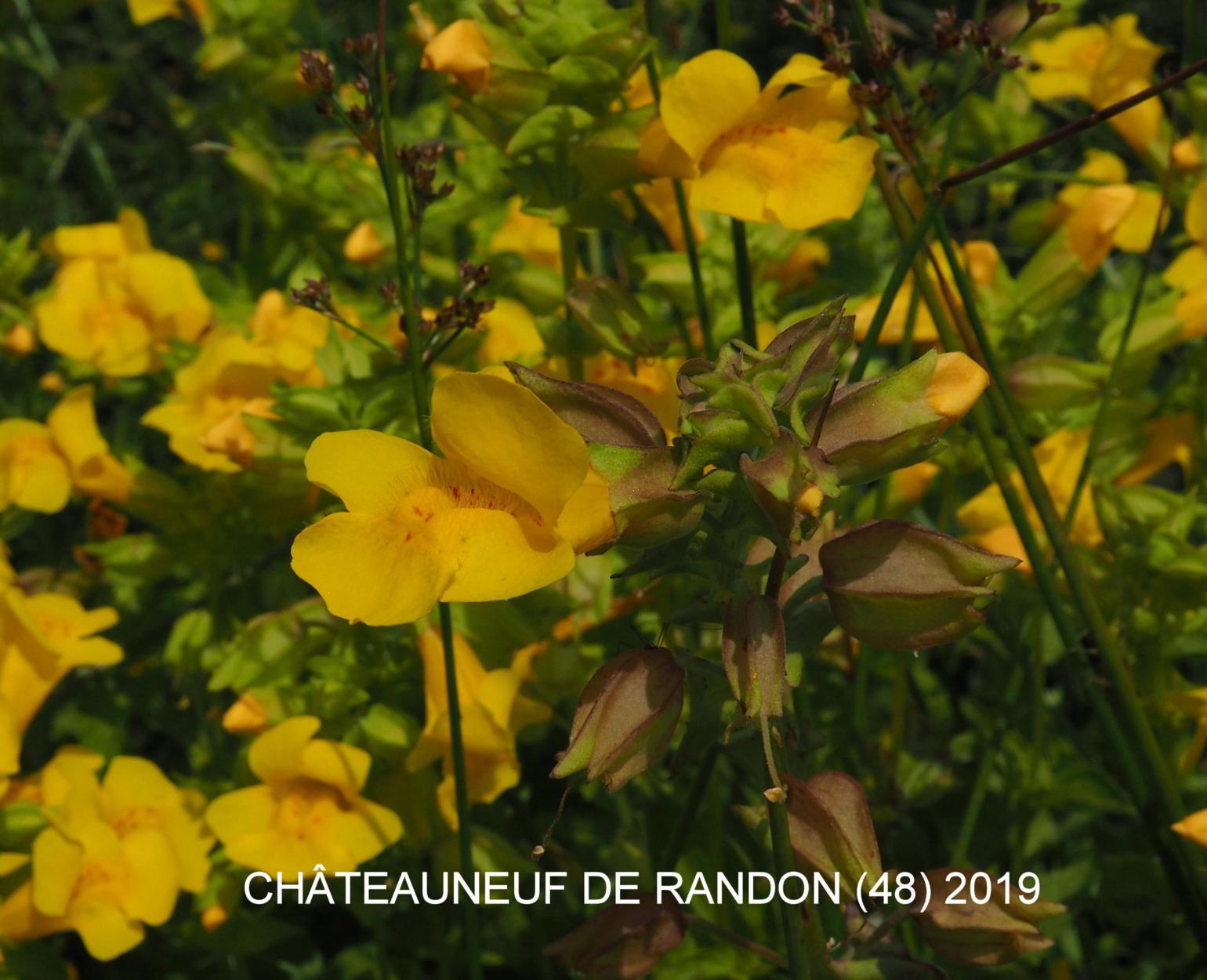 Monkeyflower, Streamside